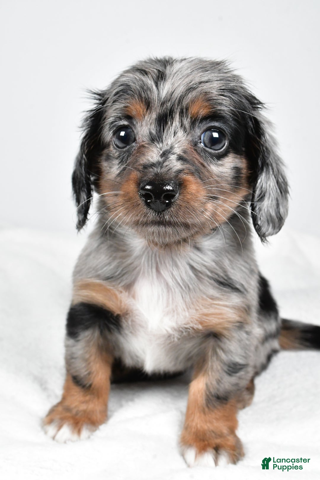 Miniature Dachshund dogs for sale: Bella - Ad 7