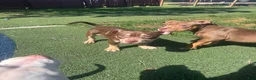 American Bully dogs for sale: Biscuit - Ad 6