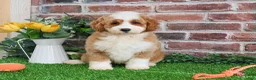 Mini Goldendoodle dogs for sale: Linguine  - Ad 6