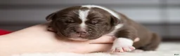 Cane Corso dogs for sale: Candy Coated Hershey: North American Mastiff  - Ad 5