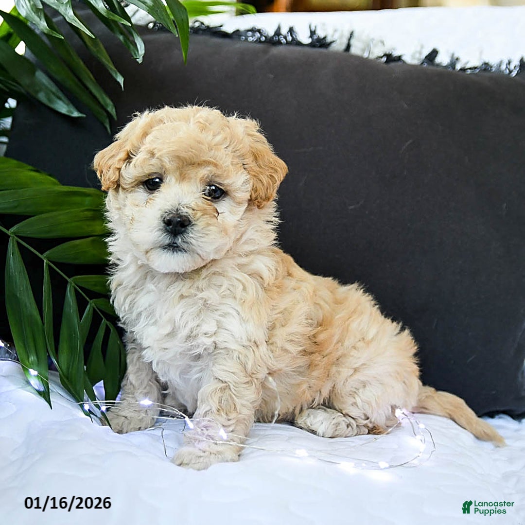 Mixed Breed dogs for sale: Caramel - Ad 4