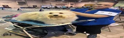 Havanese dogs for sale: Suzie - Ad 7