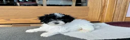 Havapoo dogs for sale: Norm - Ad 6