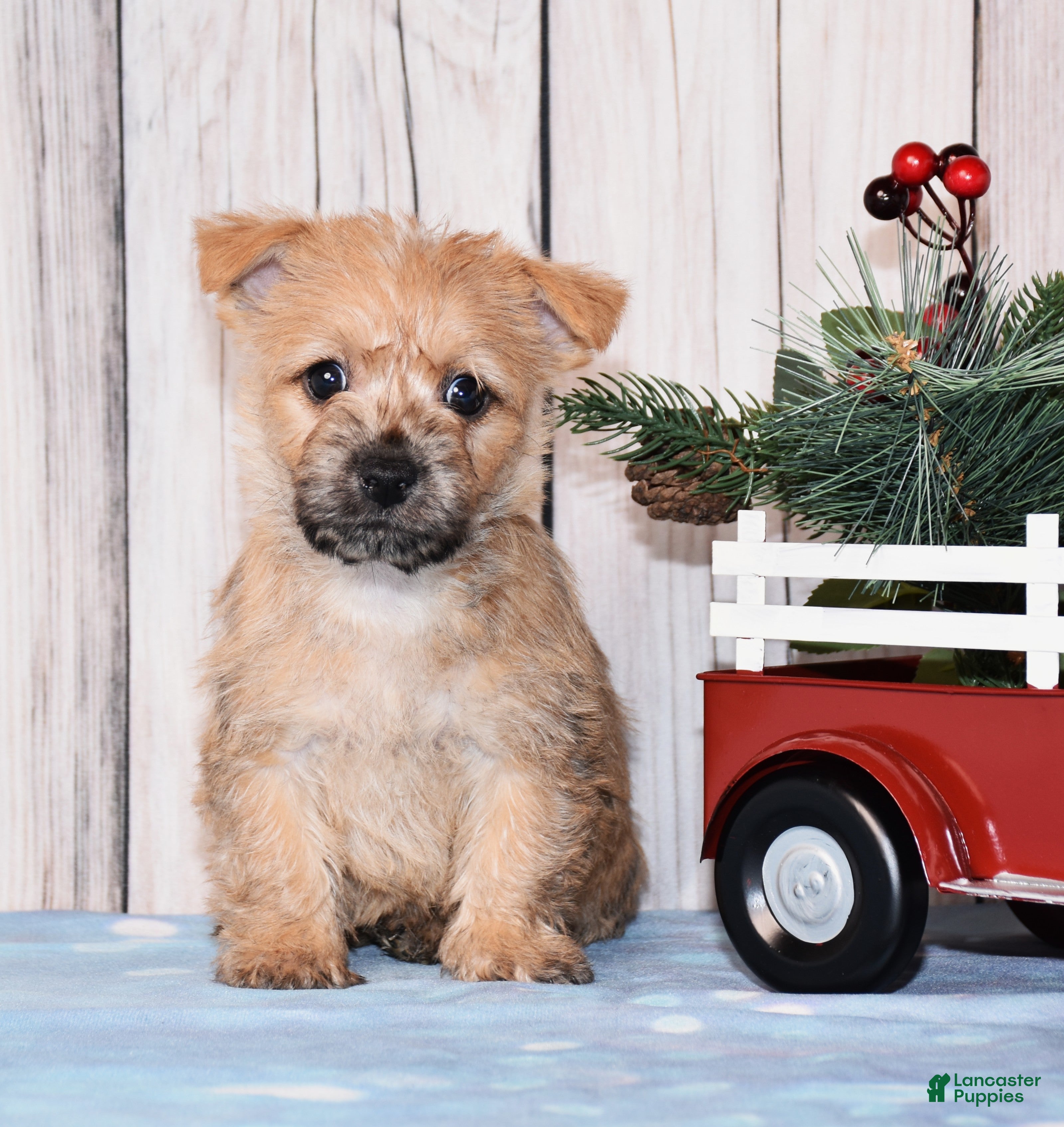 Cairn Terrier dogs Journee  - Ad 9