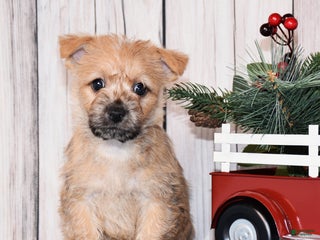 Cairn Terrier dogs Journee - Ad 1