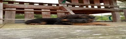 German Shepherd dogs for sale: Gracie - Ad 15