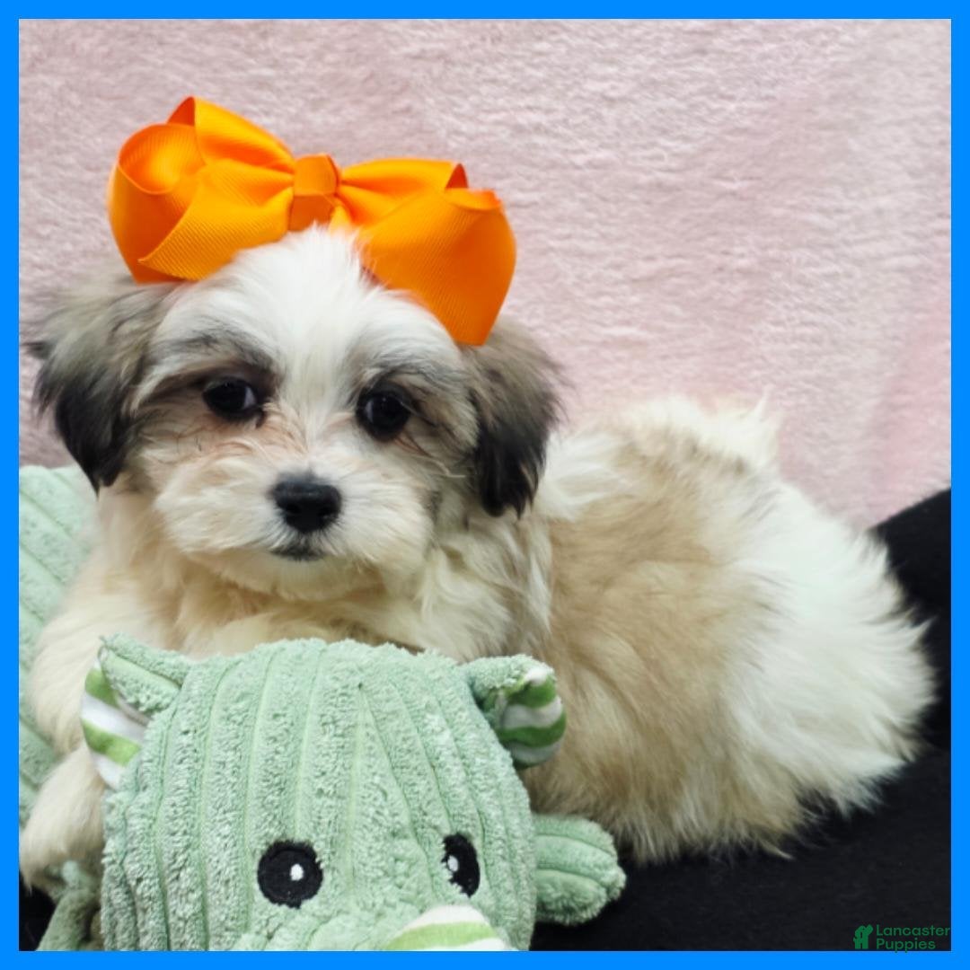 Malshi dogs Issac - Ad 1