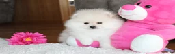 Pomeranian dogs for sale: Tiana - Ad 3