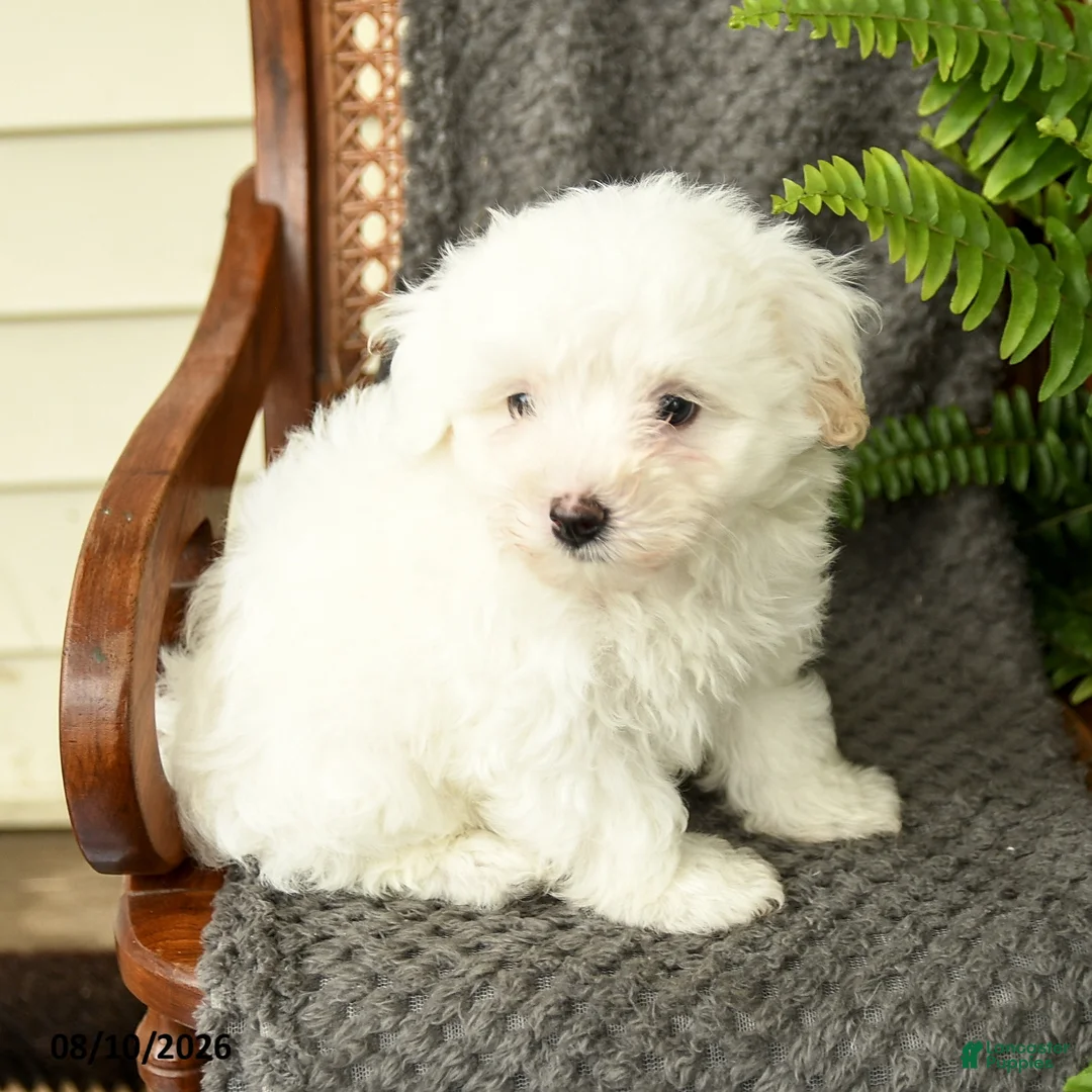 Maltipoo dogs for sale: Forrest - Ad 3