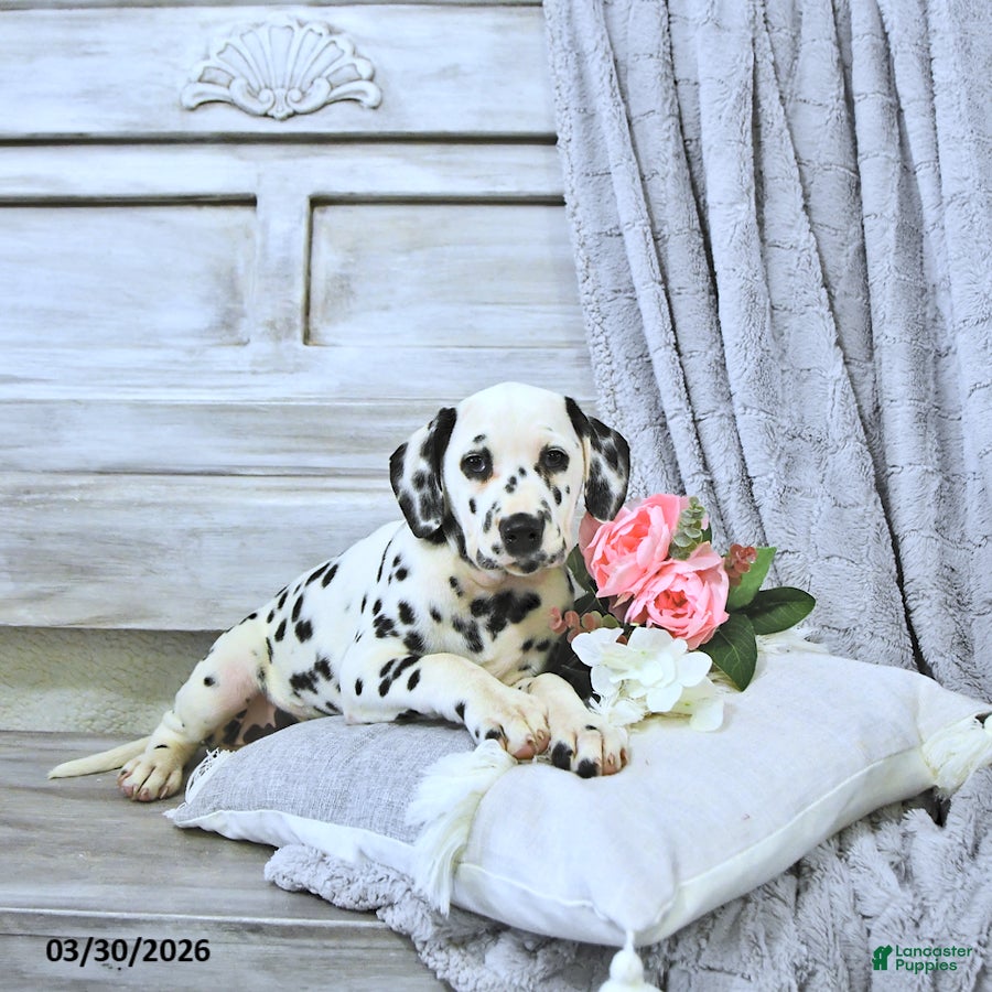 Dalmatian dogs Annie - Ad 1