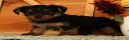 Yorkshire Terrier dogs for sale: Wags - Ad 7