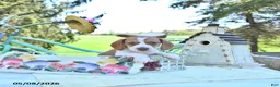 Miniature Dachshund dogs for sale: Patrick - Ad 4