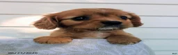 Cavalier King Charles Spaniel dogs for sale: Levi - Ad 5