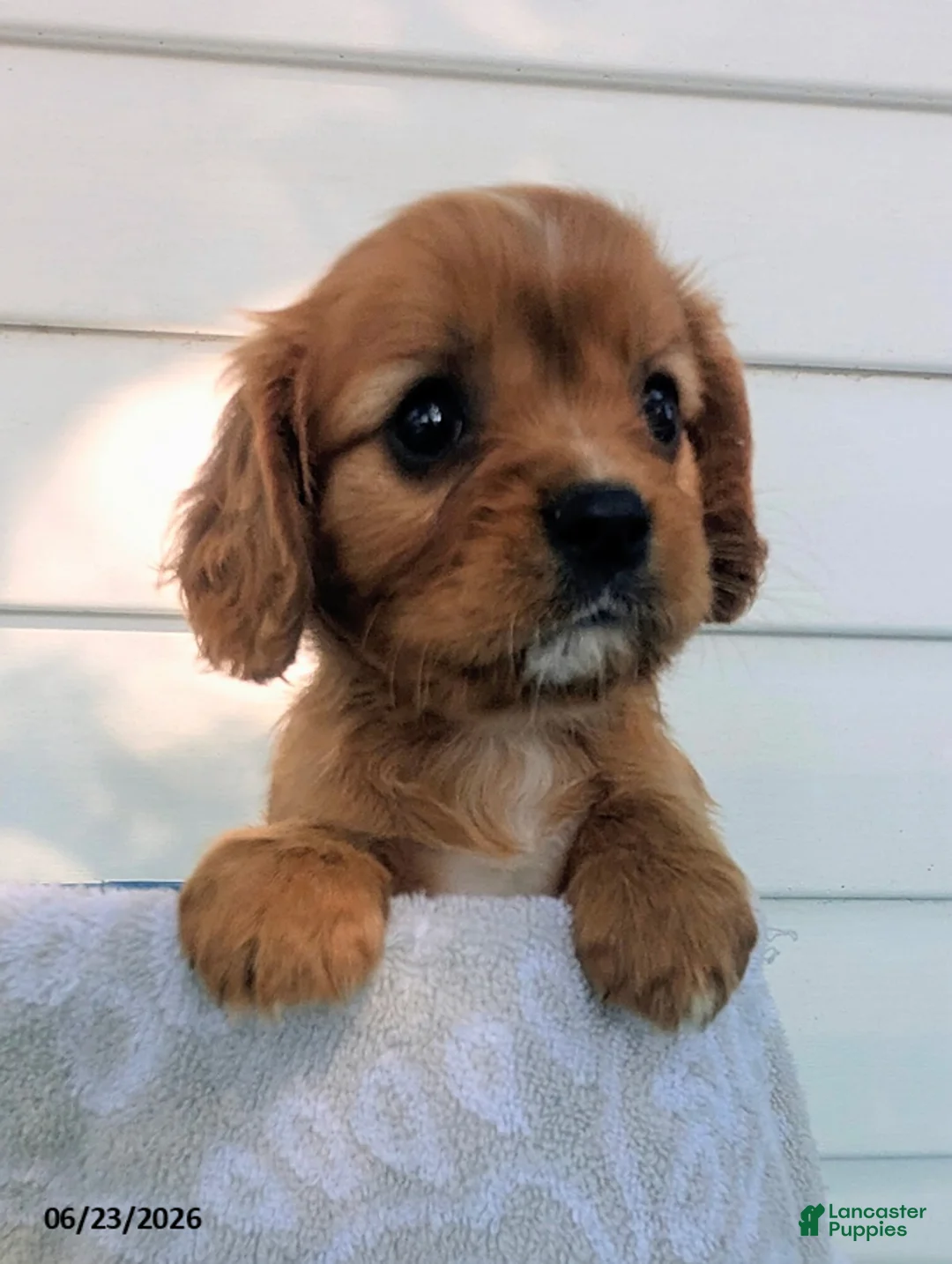 Cavalier King Charles Spaniel dogs for sale: Levi - Ad 5