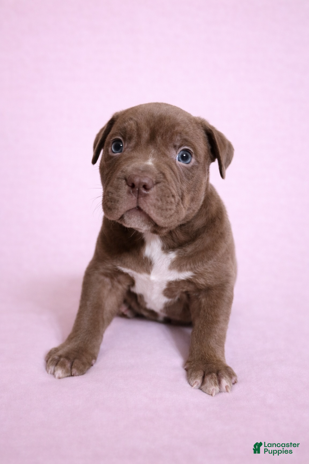 American Bully dogs Chocolate Female - Ad 1