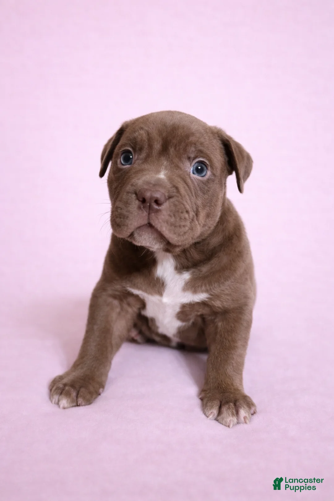 American Bully dogs for sale: Chocolate Female - Ad 1