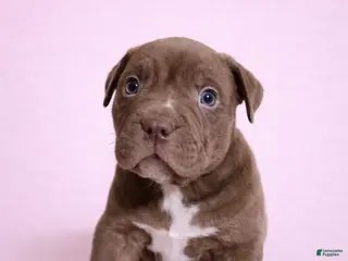 American Bully dogs for sale: Chocolate Female - Ad 1