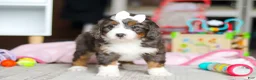Mini Bernedoodle dogs for sale: Cocoa - Ad 4