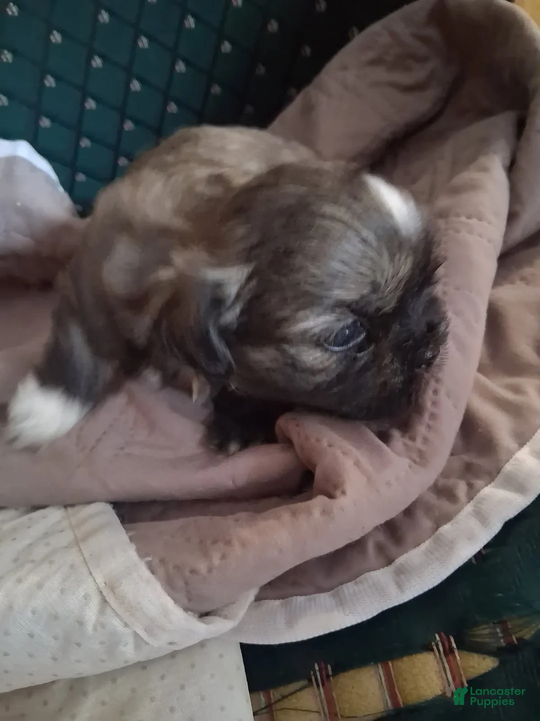 Shih Tzu dogs for sale: Boy 1  - Ad 1