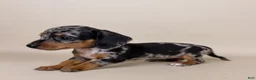 Miniature Dachshund dogs for sale: Dottie - Ad 6