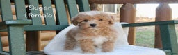 Mini Goldendoodle dogs for sale: Sugar - Ad 1
