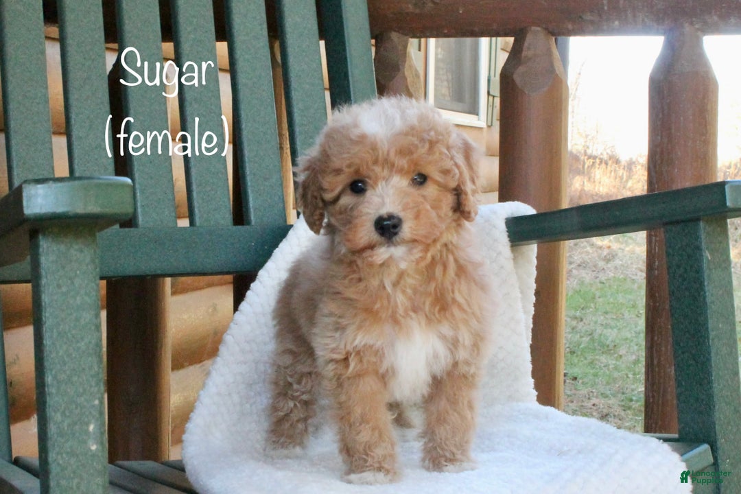 Mini Goldendoodle dogs for sale: Sugar - Ad 1