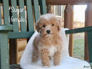 Mini Goldendoodle dogs Sugar - Ad 8