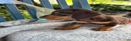 Miniature Dachshund dogs for sale: Tinkerbelle - Ad 15