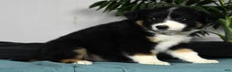 Australian Shepherd dogs for sale: Bella - Ad 5