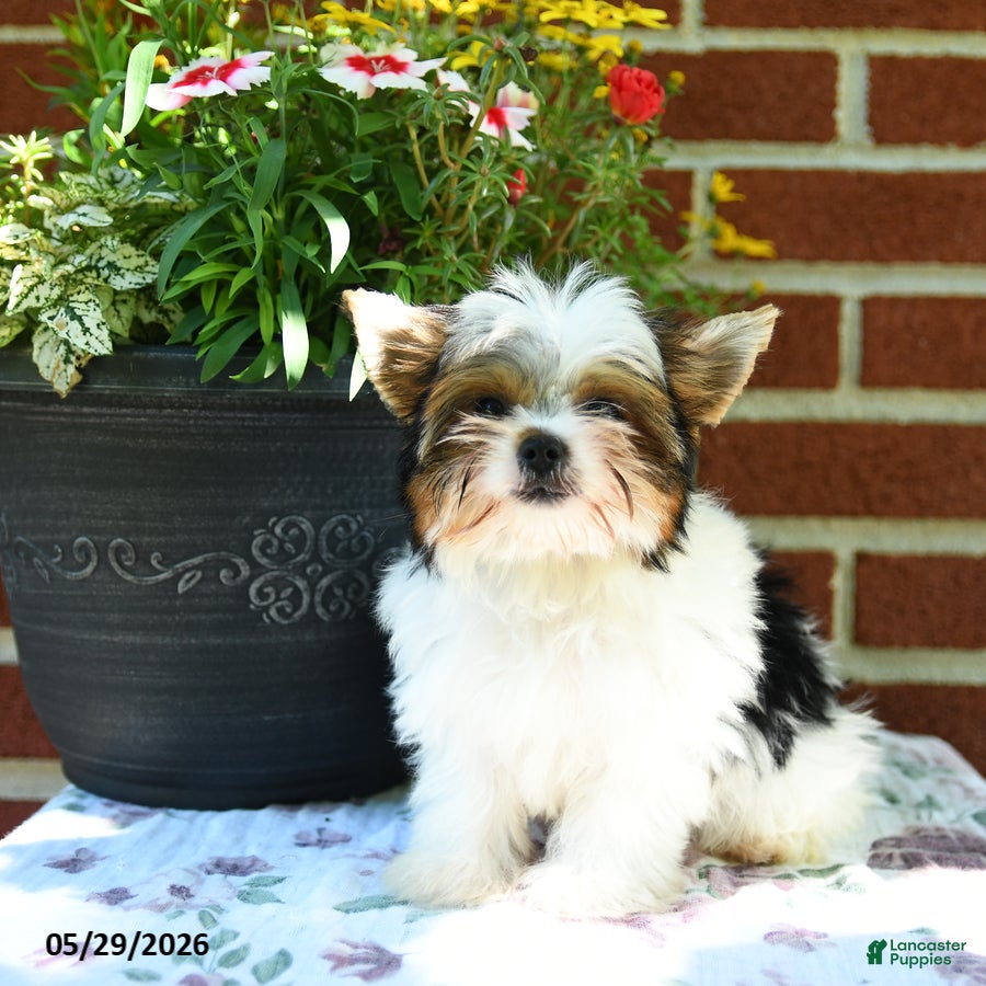 Yorkshire Terrier dogs Willow - Ad 2