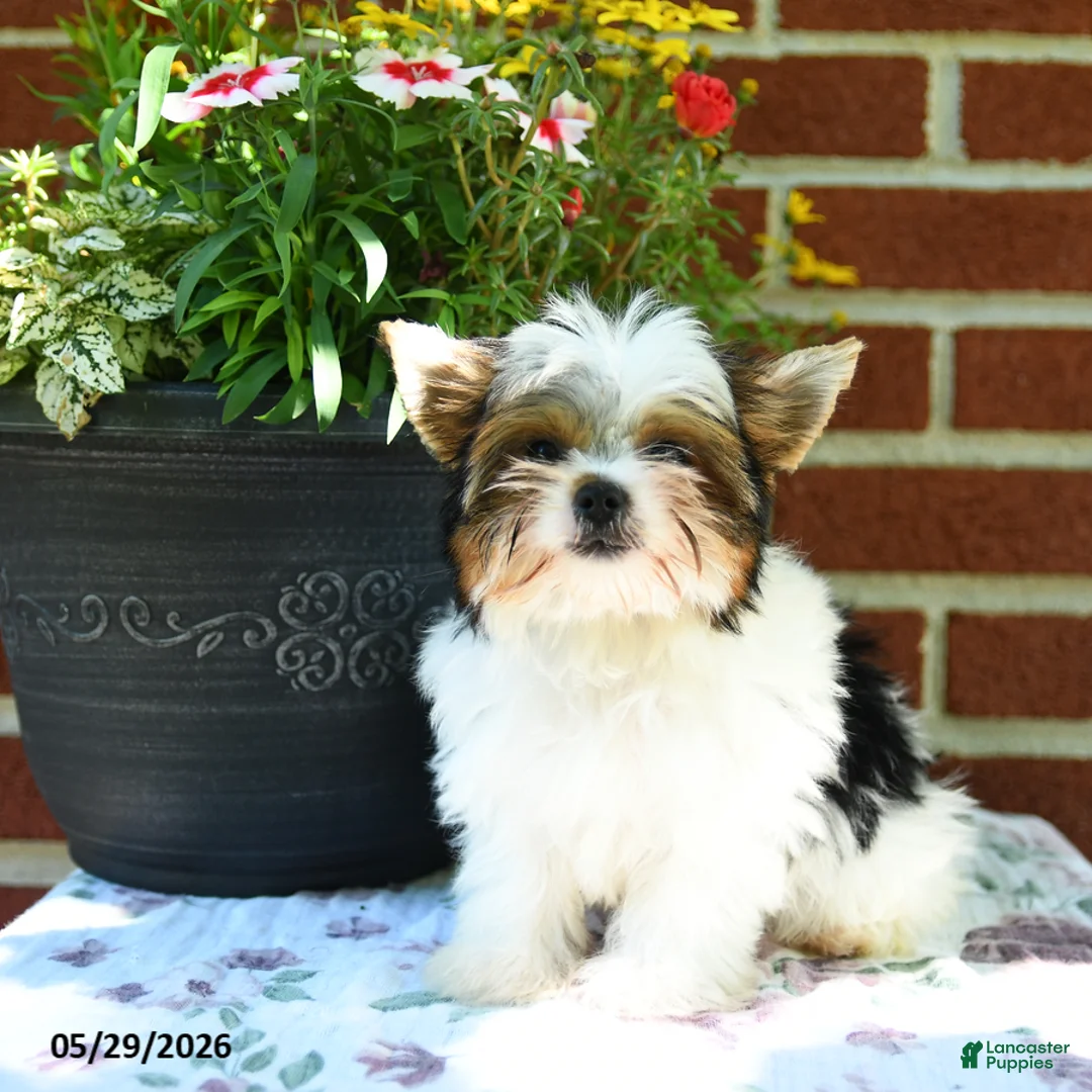 Yorkshire Terrier dogs for sale: Willow - Ad 2