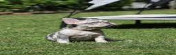 French Bulldog dogs for sale: Lora  - Ad 3