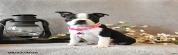 Boston Terrier dogs for sale: Raisin - Ad 3