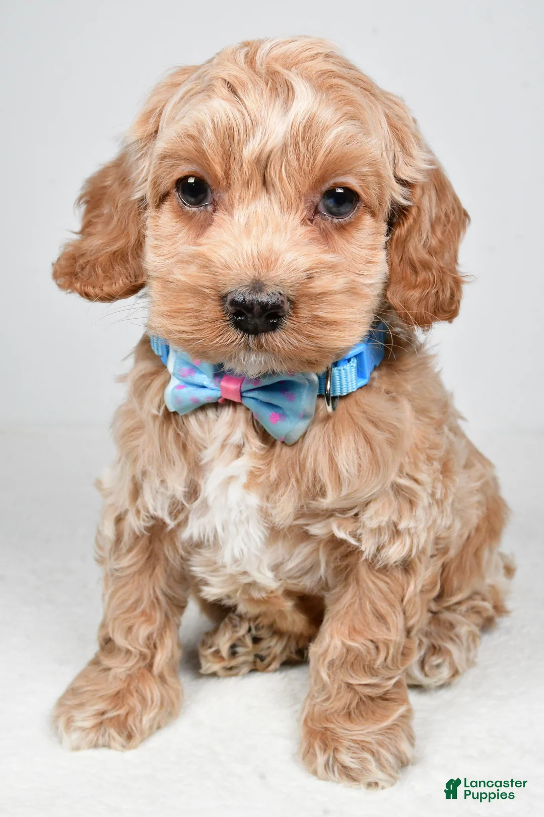 Cockapoo dogs for sale: Preston - Ad 7