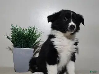 Australian Shepherd dogs Samantha - Ad 21