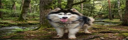 Siberian Husky dogs for sale: Siberian Husky 1 - Ad 3
