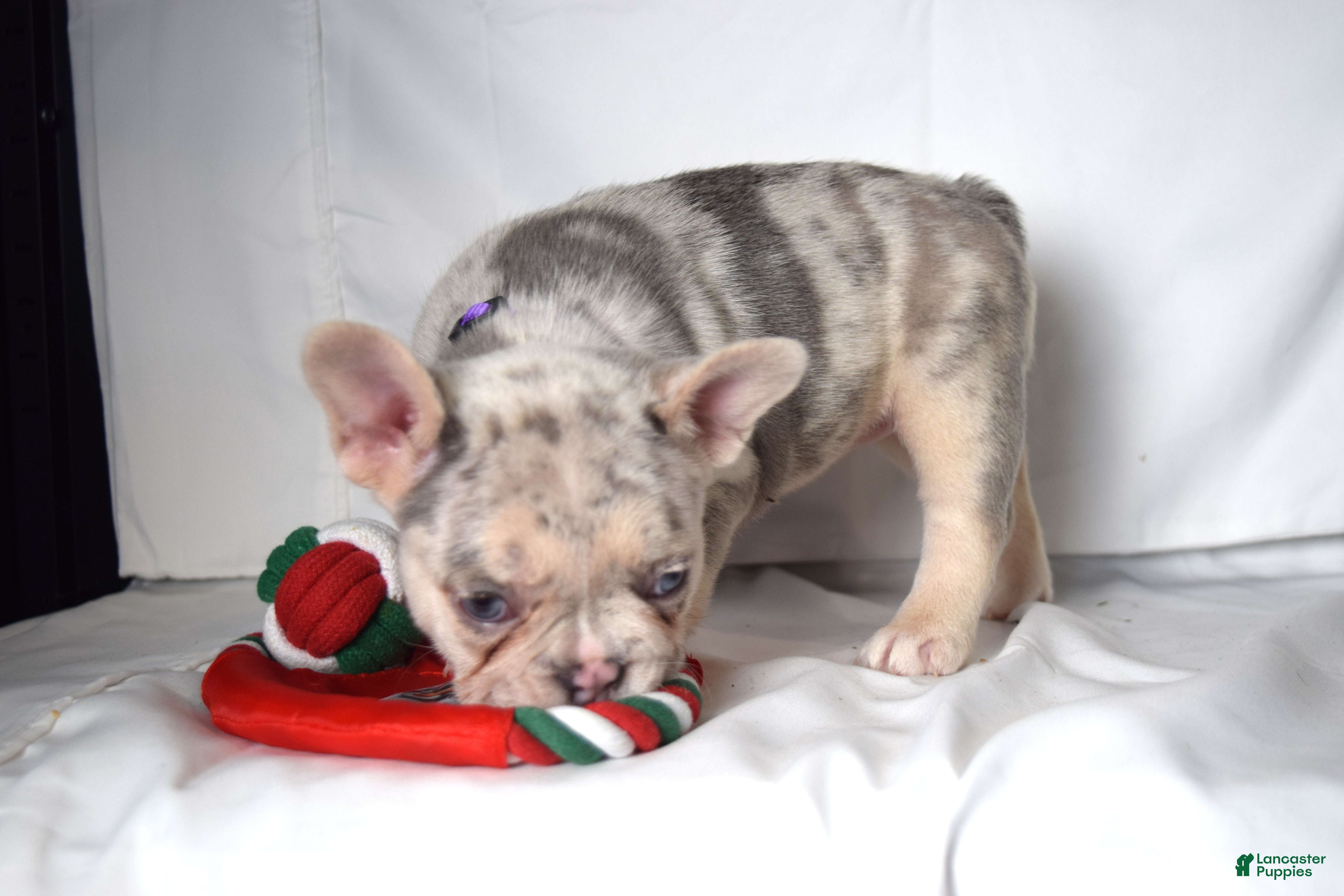 French Bulldog dogs for sale: Tallulla - Ad 2