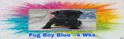 Pug dogs for sale: Pug Puppy Boy Blue - Ad 4