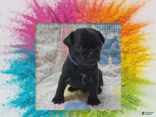 Pug dogs Pug Puppy Boy Blue - Ad 33