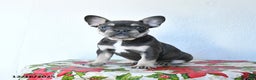 French Bulldog dogs for sale: Velvet - Ad 1