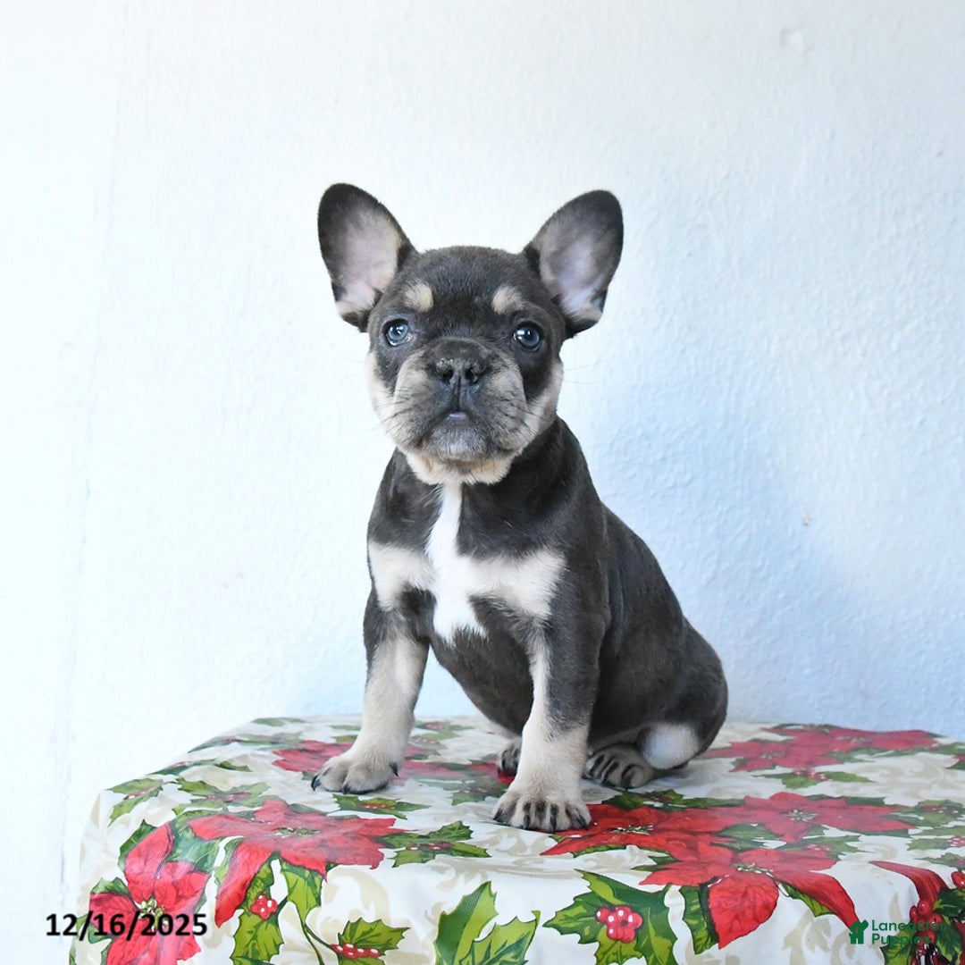 French Bulldog dogs for sale: Velvet - Ad 1