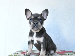 French Bulldog dogs Velvet - Ad 7