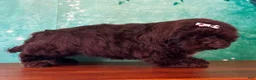 Mixed Breed dogs for sale: Brownie Female Shichon - Ad 3
