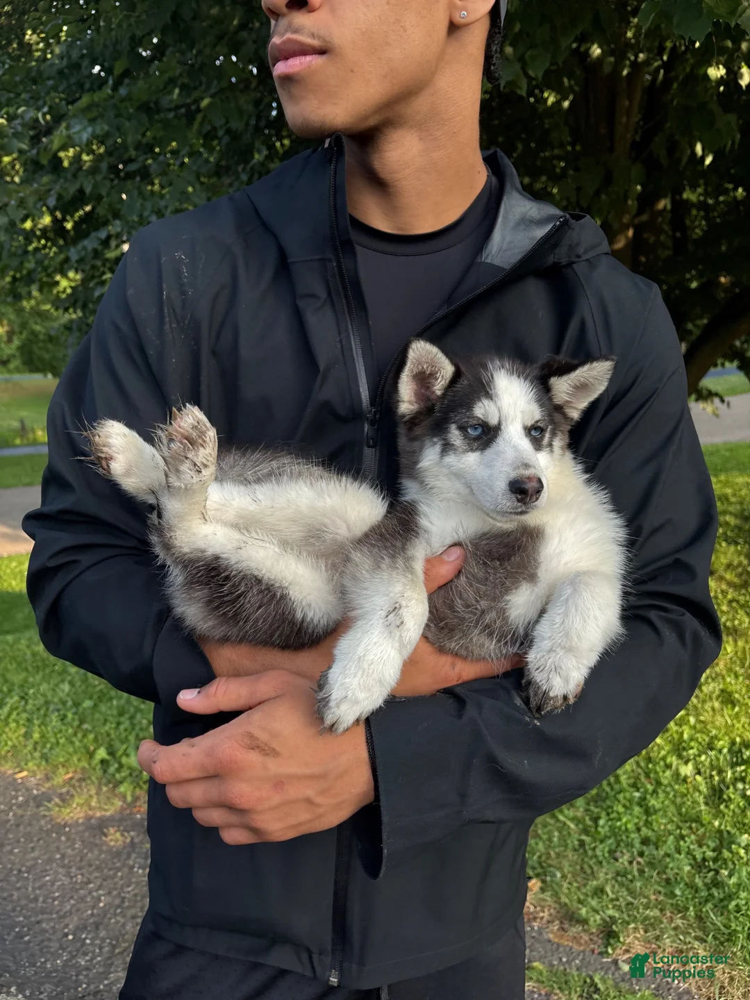 Pomsky dogs for sale: Ozzy - Ad 2