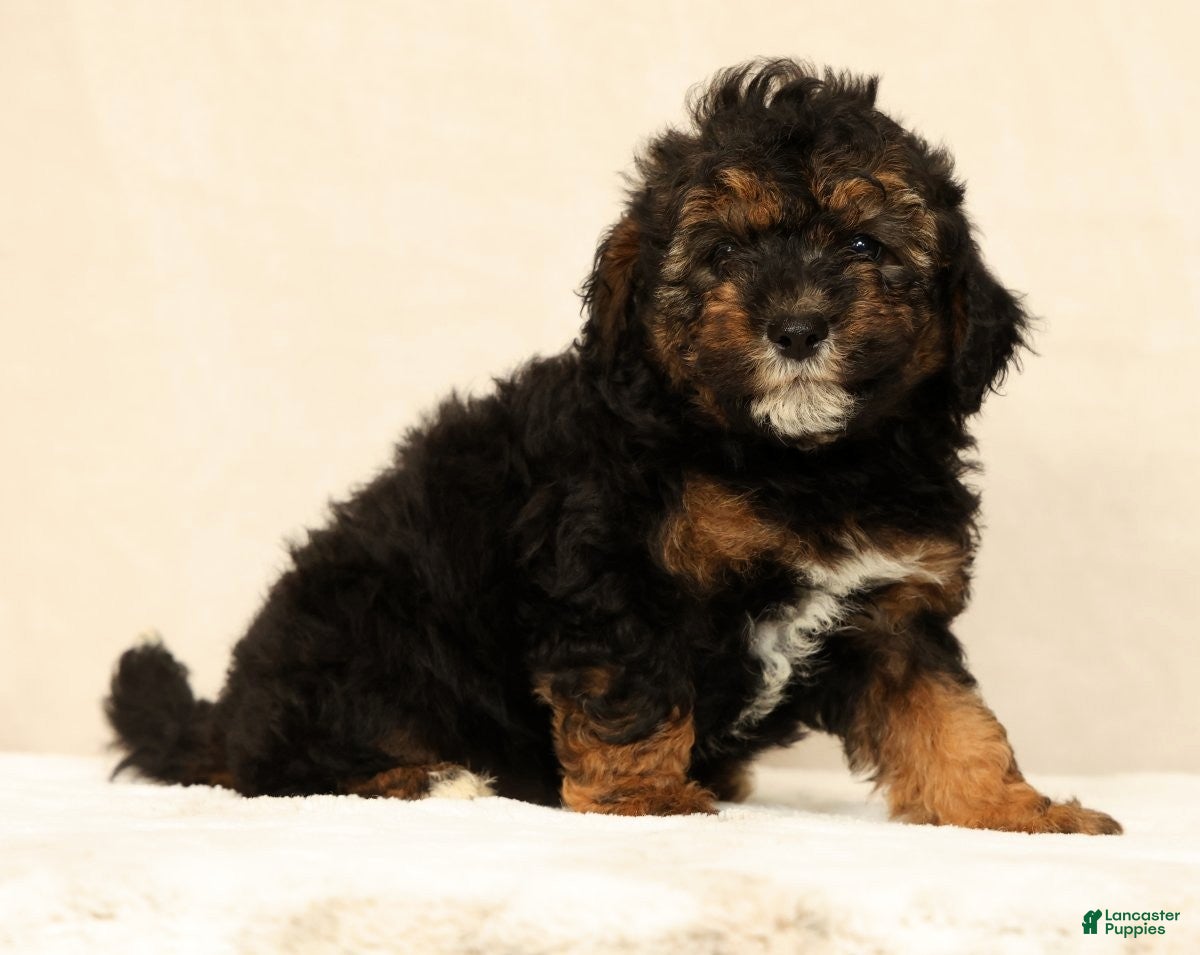 Mini Bernedoodle dogs Sheldon - Ad 1