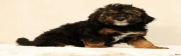 Mini Bernedoodle dogs for sale: Sheldon - Ad 1