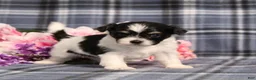 Teddy Bear dogs for sale: BJ's Ross - Ad 2