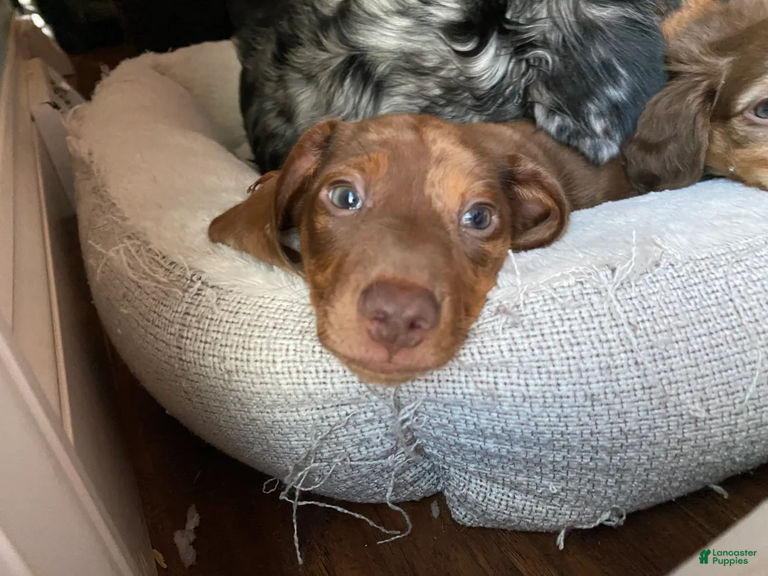 Miniature Dachshund dogs for sale: Arthur 👑 - Ad 2