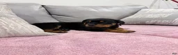 Rottweiler dogs for sale: Rottweiler Puppy 2 - Ad 4