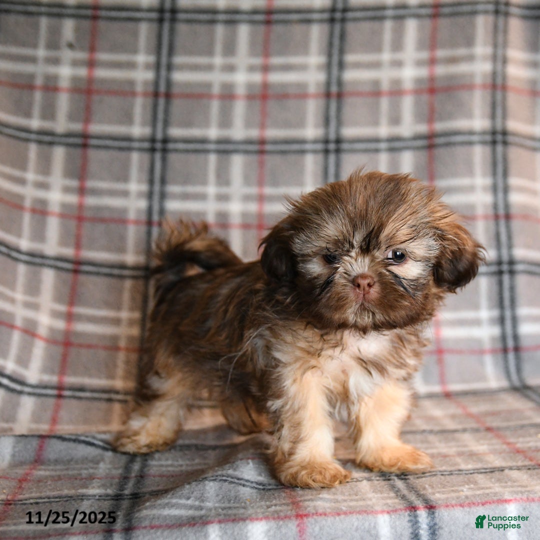 Shih Tzu dogs for sale: Cody - Ad 2